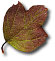 Novembre, le mois des feuilles mortes